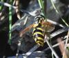Chrysotoxum intermedium